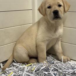 Trout - Yellow male Labrador Retriever puppy in Silver Springs, New York from Humehill