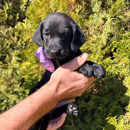 Lola - Black female Labrador Retriever puppy in Richfield, Utah from Stormy River Retrievers