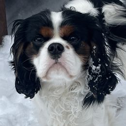 Abe - Cavalier King Charles Spaniel