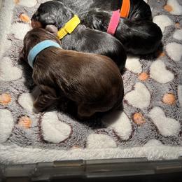 Yellow girl - Black and tan female Cavalier King Charles Spaniel puppy in Mcgregor, Minnesota from Country Cavaliers