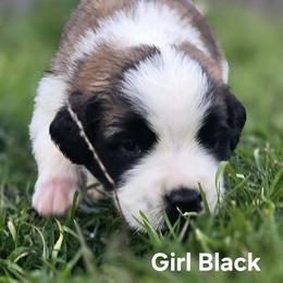 Saint Bernard Puppies from Eagle Mountain Saints