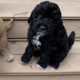 Ace - Black male Goldendoodle puppy in Clinton, Utah from Golden Law Kennels