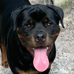 Sparkle - Rottweiler