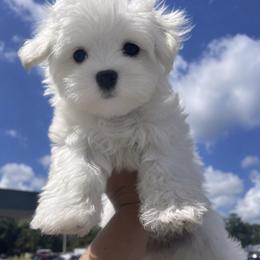 Boston - White male Maltese puppy in North Myrtle Beach, South Carolina from Perfect Puppies