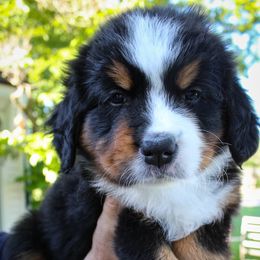 Bernese Mountain Dog Puppies from Locust Hill Berners
