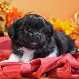 Colt - White male Mi-Ki puppy in Wales, Wisconsin from Phantastic Mi-kis