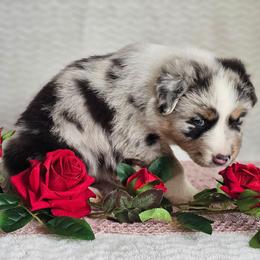 Roscoe - Blue merle male Australian Shepherd puppy in Mountain Grove, Missouri from K Bar H Farms