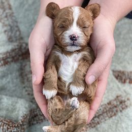 Assorted Doodle Crosses, Cavalier King Charles Spaniels, Cavapoos, Maltipoos, and Poodles from Little Teton Doodles