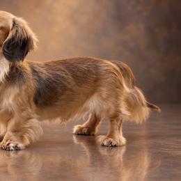Davenport - Dachshund
