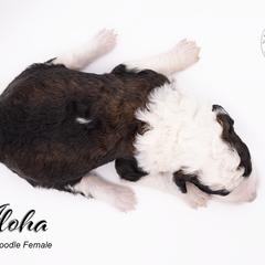 Bernedoodle, Saint Berdoodle, and Sheepadoodle Puppies from Yankee Doodle Puppies