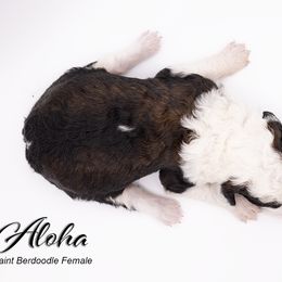 Bernedoodle, Saint Berdoodle, and Sheepadoodle Puppies from Yankee Doodle Puppies
