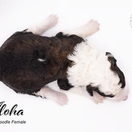 Bernedoodle, Saint Berdoodle, and Sheepadoodle Puppies from Yankee Doodle Puppies
