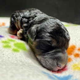 Goldendoodle and Poodle Puppies from SnickerDoodlePups