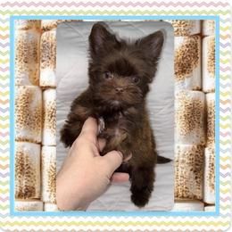 Toast - Tan male Yorkshire Terrier puppy in Annandale, Virginia from Artisan Yorkies LLC