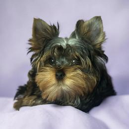 Mila - Yorkshire Terrier