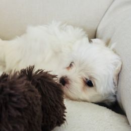 Maltese Puppies from Deborah Chatman