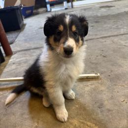 Jingle Belle - Black white and tan female Collie puppy in Richmond, Kentucky from Puppy Dog City