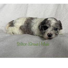 Stilton - Merle male Shichon puppy in De Pere, Wisconsin from Kinzor Kennels