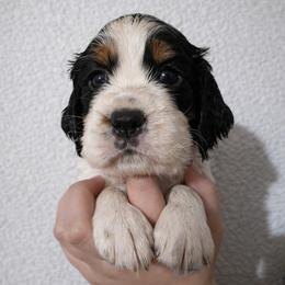 Cindy - Black white and tan female English Springer Spaniel puppy in Florida from Thunderbird Springers