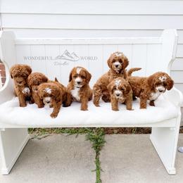 Cavapoo Puppies from Wonderful World Doodles