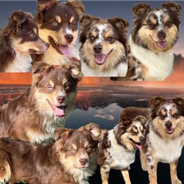 Miniature Australian Shepherd puppies from Quartz Creek Aussies