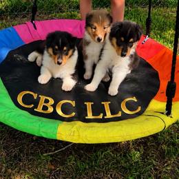 Fellie - Black white and tan female Collie puppy in Carencro, Louisiana from Cajun Bayou's Collies LLC