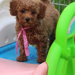 Bernedoodle, Goldendoodle, and Labradoodle Puppies from Apple Creek Doodles