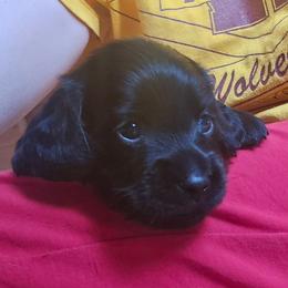 Boy-all blk - Black male Dachshund puppy in Rutherfordton, North Carolina from Ziva's Friends