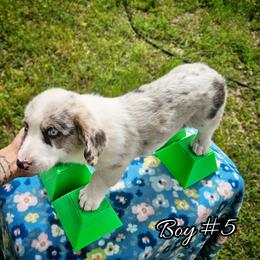 Boy 5 - Blue merle and white male Cardigan Welsh Corgi puppy in Natchitoches. La, Louisiana from Bleu Bayou Corgis