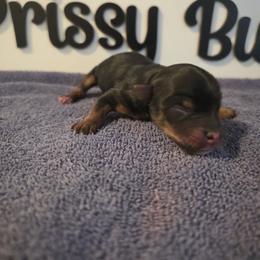 Boy 3 - Black and tan male Yorkshire Terrier puppy in Clermont, Florida from Bella's Prissy Butts