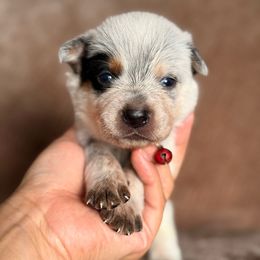 Brody AKC - Blue speckled male Australian Cattle Dog puppy in Sahuarita, Arizona from A2 Australian Cattle Dogs