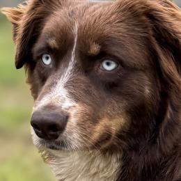 Aussiedoodles, Australian Shepherds, and Miniature Australian Shepherds from Ten Mile Aussies