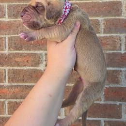 Snitch - Chocolate male Great Dane puppy in Arlington, Texas from Scoober Danes