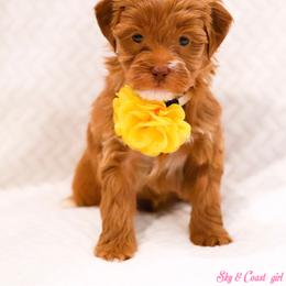 Erica - Caramel red female Australian Labradoodle puppy in Diamond Bar, California from Furrytaildoodles
