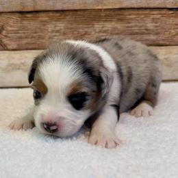 Whitley - Blue merle female Miniature Australian Shepherd puppy in Midway, Texas from L Bar W Aussie Ranch