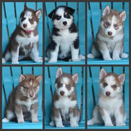 Siberian Husky Puppies from Spalla Pups