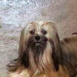 Serena - Lhasa Apso