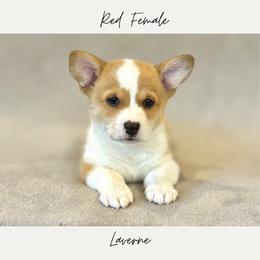 Laverne - Red female American Corgi puppy in Onalaska, Washington from Shoestring Valley Corgis
