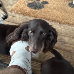 Hermes - Dachshund