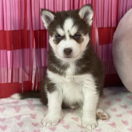 Pomsky Puppies from Midnight Sun Pomskies