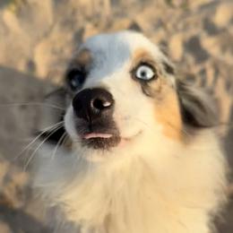 Sadie - Toy Australian Shepherd