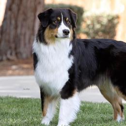 Videl - Australian Shepherd