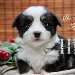 Black Tri FLUFF  Boy 1 - Black and tan male Pembroke Welsh Corgi puppy in Locust Grove, Oklahoma from Hidden Hillsides Corgis