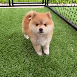 Remy - Red and white male Pomsky puppy in Isanti, Minnesota from Magnum Pomskies
