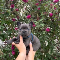 Blue collar male - Blue female French Bulldog puppy in Easton, Pennsylvania from Luna’s puppies