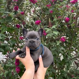 Blue collar male - Blue female French Bulldog puppy in Easton, Pennsylvania from Luna’s puppies