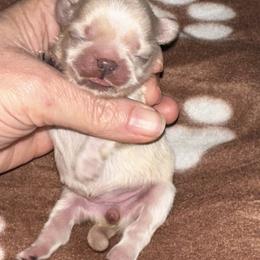 Rosie - Gold and white female Shih Tzu puppy in Austin, Arkansas from Starfire Shih Tzu
