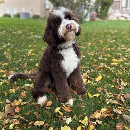 Sadie - Bernedoodle