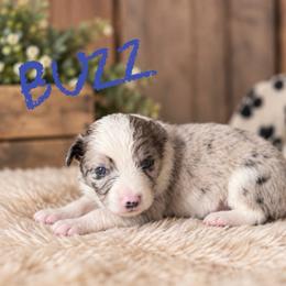 Buzz - Blue merle male Border Collie puppy in Sanger, California from Flying M Cactus Ranch Buddies