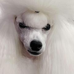 pistol - Poodle
